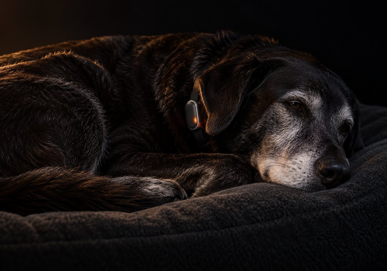 An older dog with a greying muzzle resting on a dark pet bed at night, wearing a small collar sensor