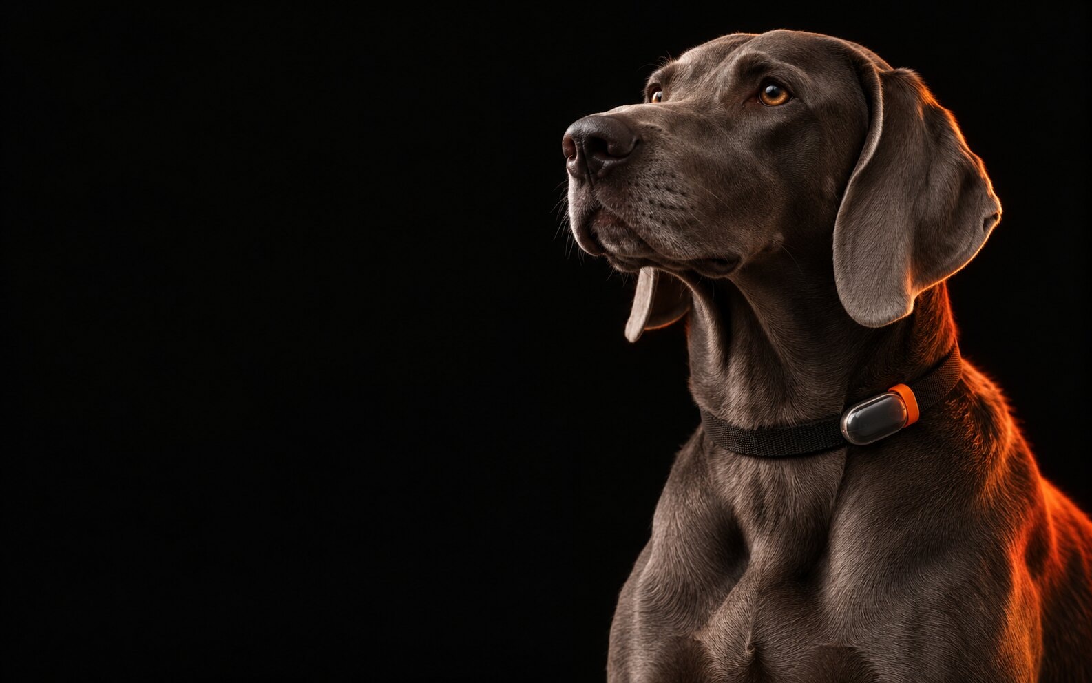 A dog in profile wearing Kite, a small collar sensor concept